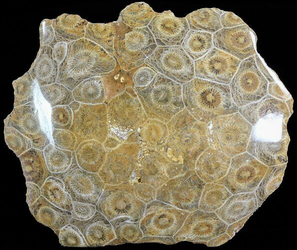 Polished Fossil Coral Head - Morocco #72310